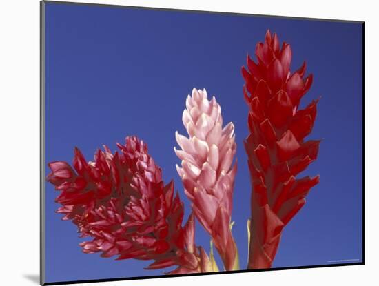 Ginger Trio and Blue Sky, Maui, Hawaii, USA-Darrell Gulin-Mounted Photographic Print