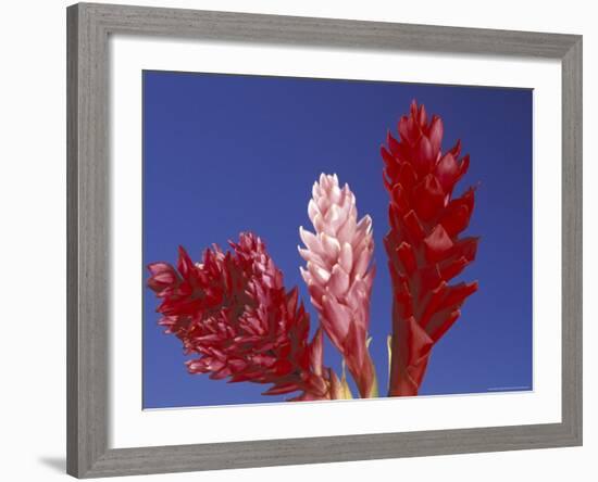 Ginger Trio and Blue Sky, Maui, Hawaii, USA-Darrell Gulin-Framed Photographic Print
