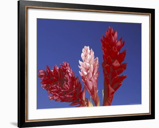 Ginger Trio and Blue Sky, Maui, Hawaii, USA-Darrell Gulin-Framed Photographic Print