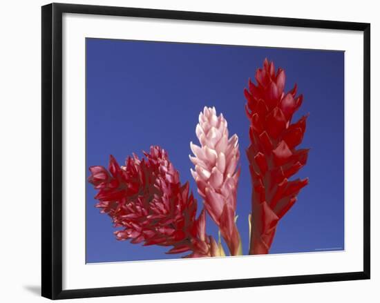 Ginger Trio and Blue Sky, Maui, Hawaii, USA-Darrell Gulin-Framed Photographic Print