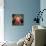 Gingerbread Pigs-Lucia Heffernan-Premium Giclee Print displayed on a wall