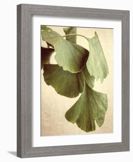 Gingko Color-Debra Van Swearingen-Framed Art Print