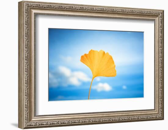 Gingko in the Sky-Philippe Saint-Laudy-Framed Photographic Print