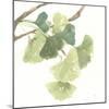 Gingko Leaves I on White-Chris Paschke-Mounted Art Print