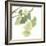 Gingko Leaves I on White-Chris Paschke-Framed Art Print