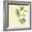 Gingko Leaves III-Chris Paschke-Framed Art Print