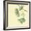 Gingko Leaves III-Chris Paschke-Framed Art Print