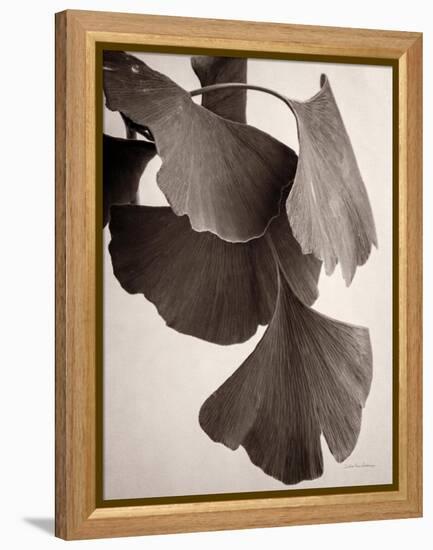 Gingko Sepia-Debra Van Swearingen-Framed Stretched Canvas