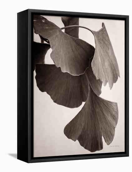 Gingko Sepia-Debra Van Swearingen-Framed Stretched Canvas