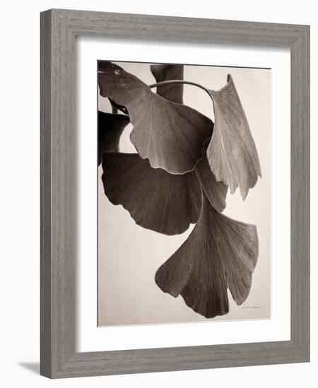 Gingko Sepia-Debra Van Swearingen-Framed Art Print