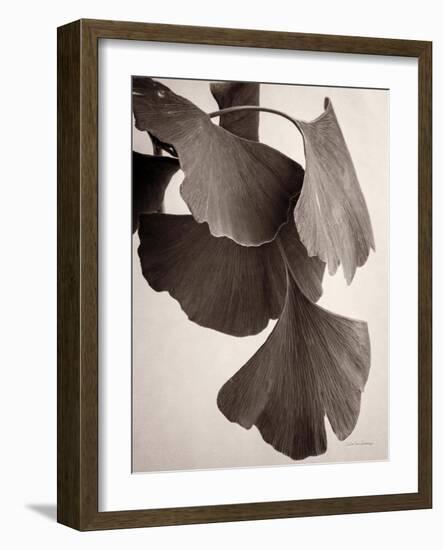 Gingko Sepia-Debra Van Swearingen-Framed Art Print