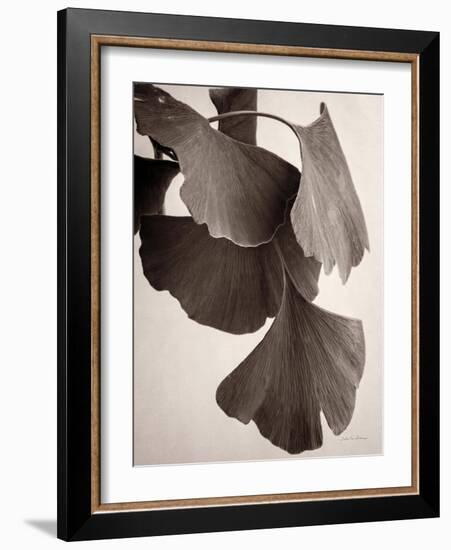 Gingko Sepia-Debra Van Swearingen-Framed Art Print