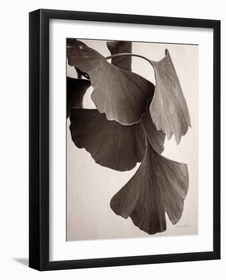 Gingko Sepia-Debra Van Swearingen-Framed Art Print