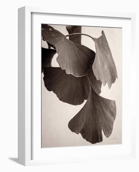 Gingko Sepia-Debra Van Swearingen-Framed Art Print