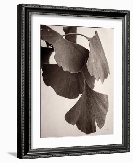 Gingko Sepia-Debra Van Swearingen-Framed Art Print