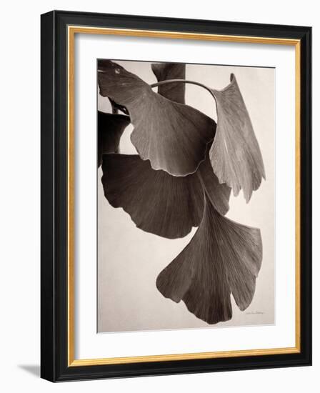 Gingko Sepia-Debra Van Swearingen-Framed Art Print