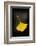 Gingko Symbol-Philippe Sainte-Laudy-Framed Photographic Print