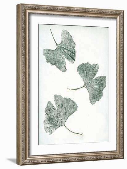 Ginkgo 1 Green-Pernille Folcarelli-Framed Art Print