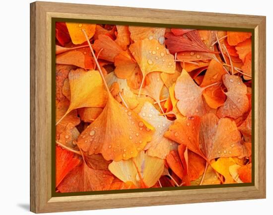 Ginkgo Fall-Philippe Sainte-Laudy-Framed Premier Image Canvas