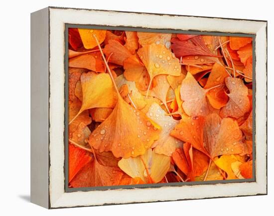 Ginkgo Fall-Philippe Sainte-Laudy-Framed Premier Image Canvas