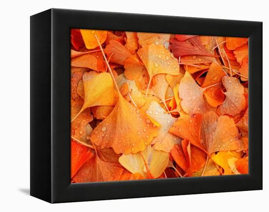 Ginkgo Fall-Philippe Sainte-Laudy-Framed Premier Image Canvas