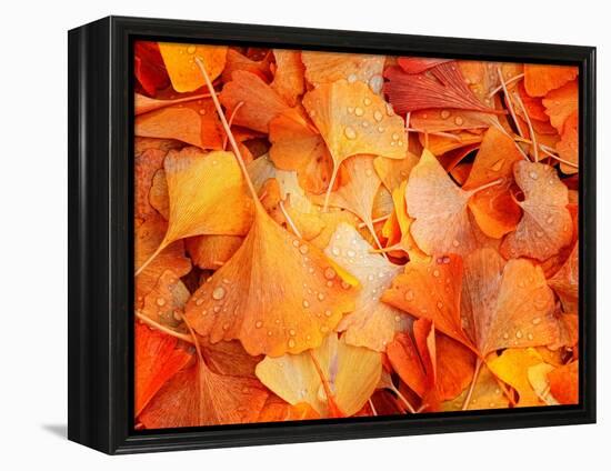 Ginkgo Fall-Philippe Sainte-Laudy-Framed Premier Image Canvas