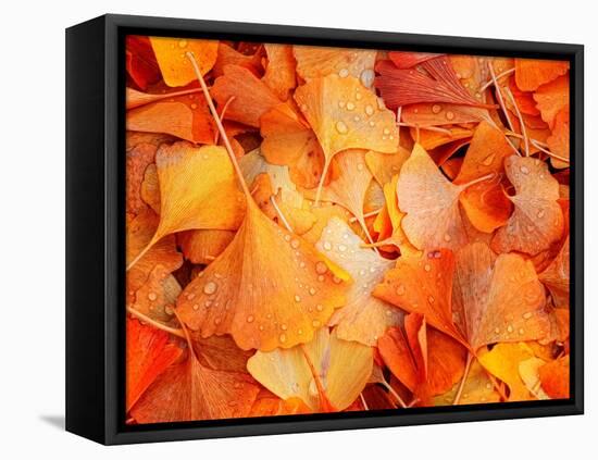 Ginkgo Fall-Philippe Sainte-Laudy-Framed Premier Image Canvas