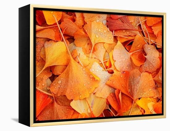 Ginkgo Fall-Philippe Sainte-Laudy-Framed Premier Image Canvas