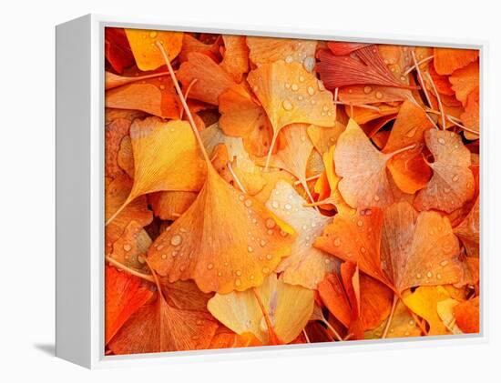 Ginkgo Fall-Philippe Sainte-Laudy-Framed Premier Image Canvas