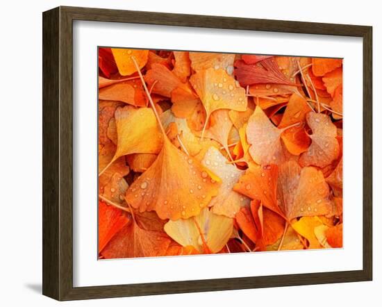 Ginkgo Fall-Philippe Sainte-Laudy-Framed Photographic Print