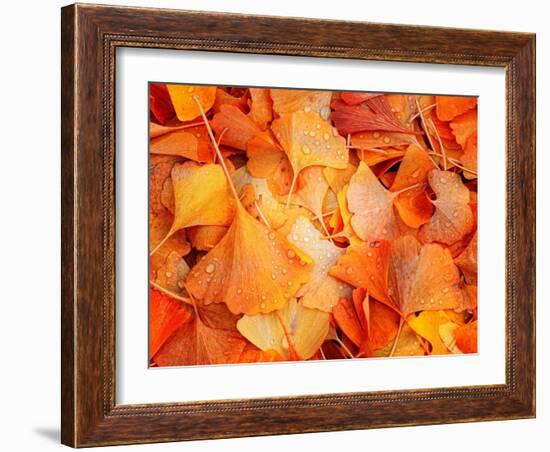 Ginkgo Fall-Philippe Sainte-Laudy-Framed Photographic Print