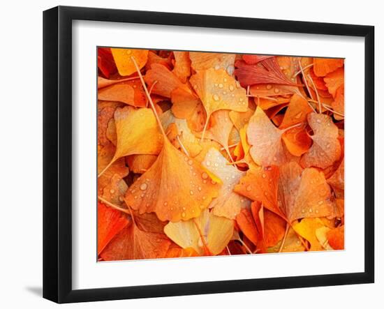 Ginkgo Fall-Philippe Sainte-Laudy-Framed Photographic Print