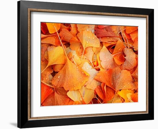 Ginkgo Fall-Philippe Sainte-Laudy-Framed Photographic Print