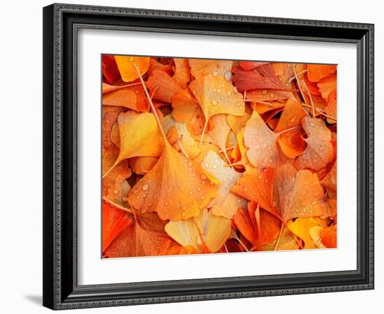Ginkgo Fall-Philippe Sainte-Laudy-Framed Photographic Print