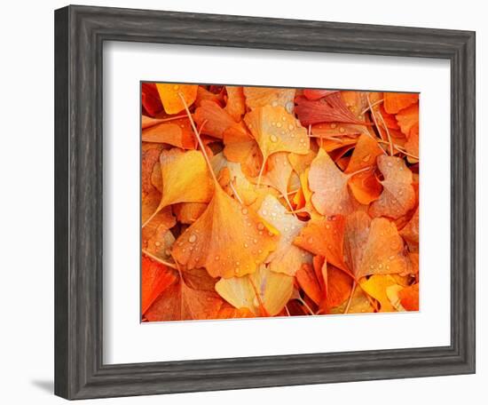 Ginkgo Fall-Philippe Sainte-Laudy-Framed Photographic Print