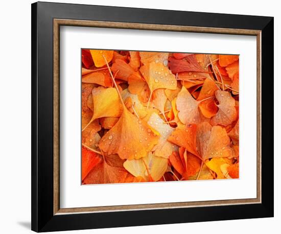 Ginkgo Fall-Philippe Sainte-Laudy-Framed Photographic Print