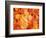 Ginkgo Fall-Philippe Sainte-Laudy-Framed Photographic Print