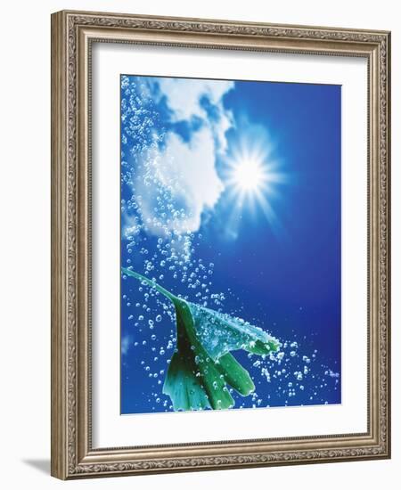 Ginkgo Leaf with Drops of Water Against Sky-Dieter Heinemann-Framed Photographic Print