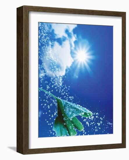 Ginkgo Leaf with Drops of Water Against Sky-Dieter Heinemann-Framed Photographic Print