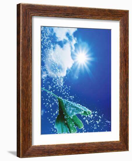 Ginkgo Leaf with Drops of Water Against Sky-Dieter Heinemann-Framed Photographic Print