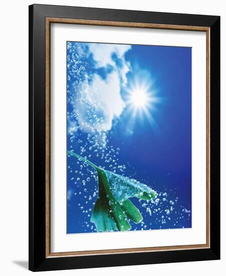 Ginkgo Leaf with Drops of Water Against Sky-Dieter Heinemann-Framed Photographic Print