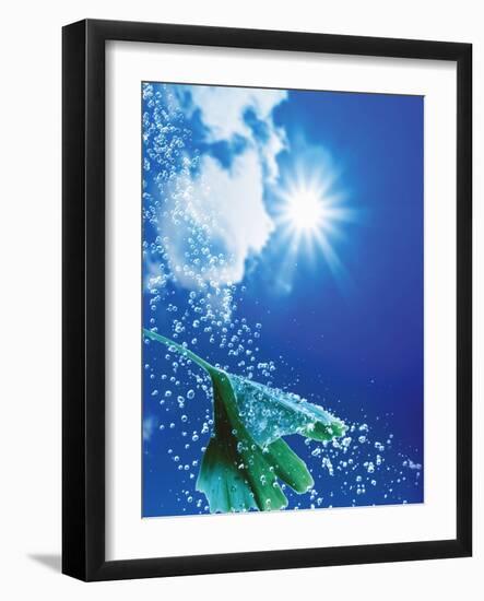 Ginkgo Leaf with Drops of Water Against Sky-Dieter Heinemann-Framed Photographic Print