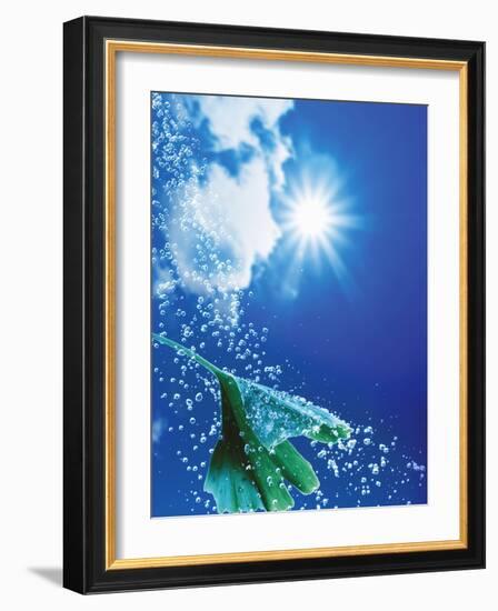 Ginkgo Leaf with Drops of Water Against Sky-Dieter Heinemann-Framed Photographic Print