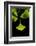 Ginkgo Leaves on Black-Philippe Sainte-Laudy-Framed Photographic Print