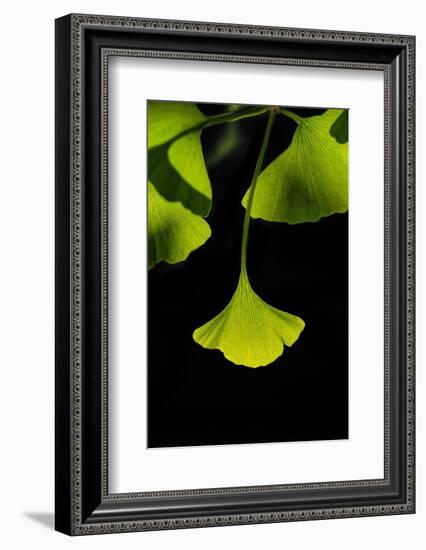 Ginkgo Leaves on Black-Philippe Sainte-Laudy-Framed Photographic Print