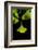 Ginkgo Leaves on Black-Philippe Sainte-Laudy-Framed Photographic Print