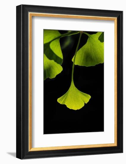 Ginkgo Leaves on Black-Philippe Sainte-Laudy-Framed Photographic Print