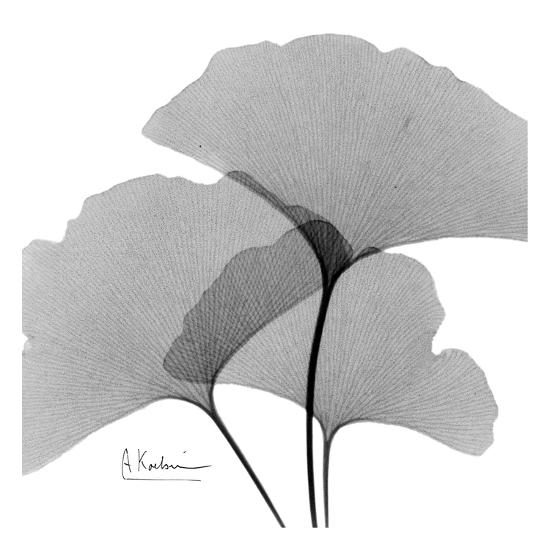 ginkgo leaves trio black