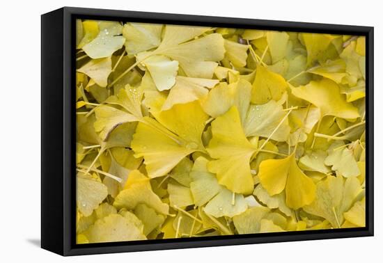 Ginkgo Leaves with Dewdrops-Brigitte Protzel-Framed Premier Image Canvas