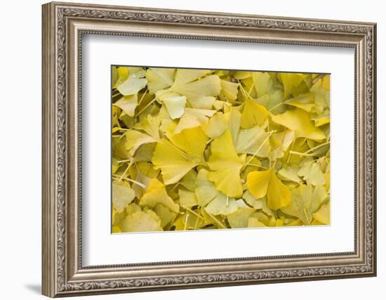 Ginkgo Leaves with Dewdrops-Brigitte Protzel-Framed Photographic Print